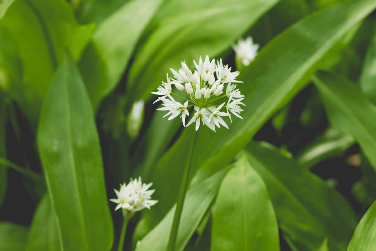 White flowers on bear's garlic plants