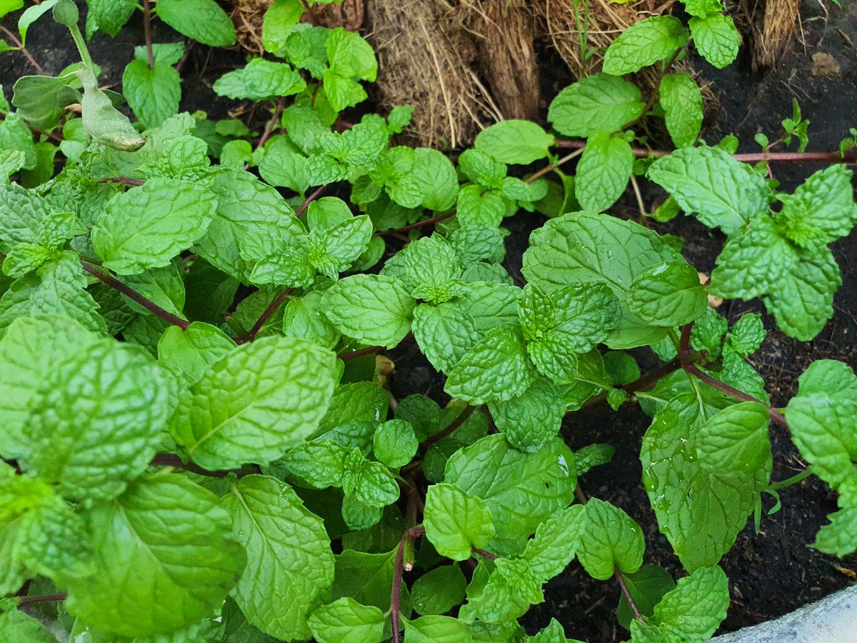 Herbs growing at the bottom of a tree