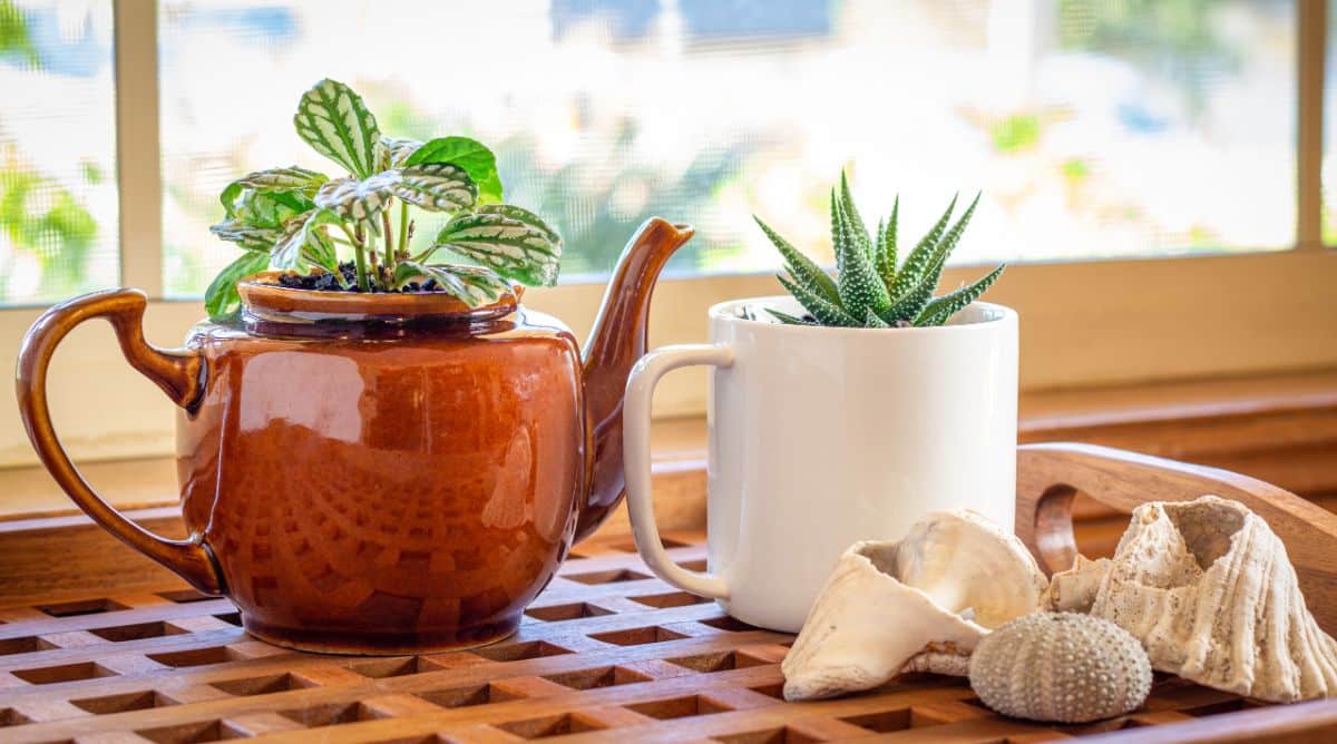 a tea pot and tea cup made into planters