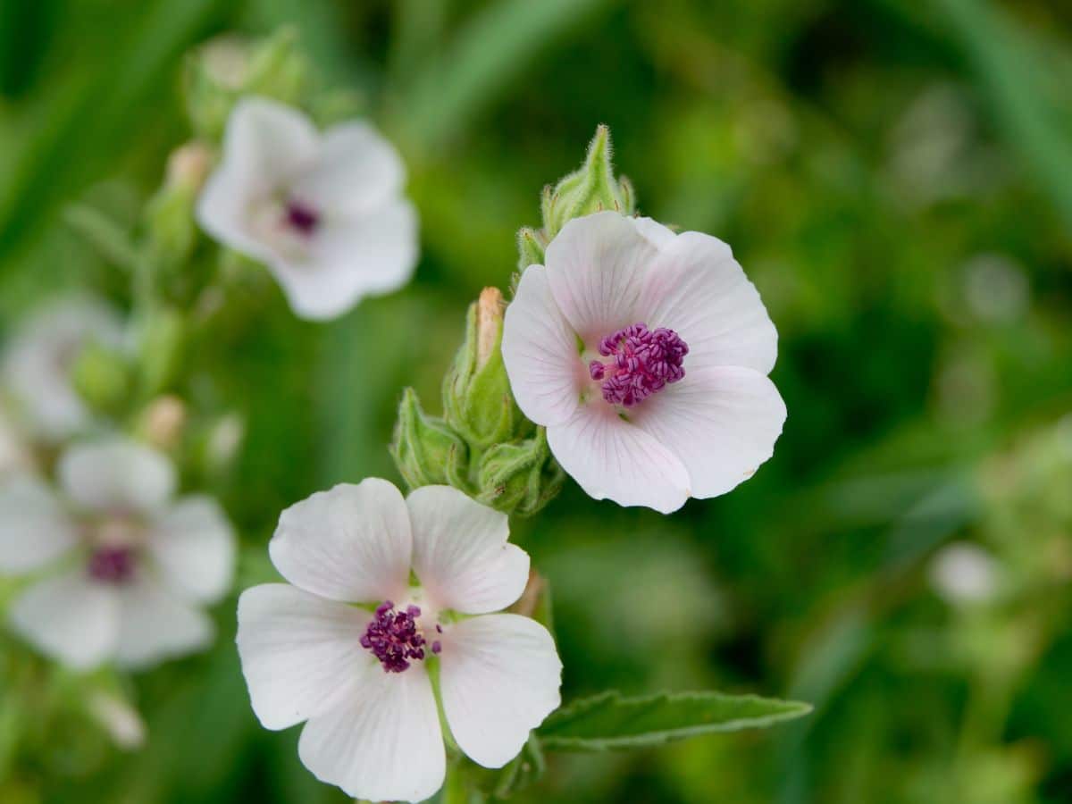 White-purple mallow flowers