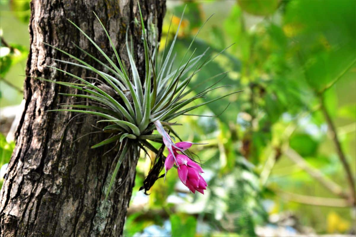 Stricta air plant growing naturally in a tree