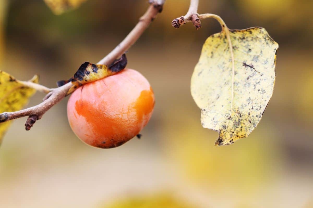 A persimmon ripening on a branch