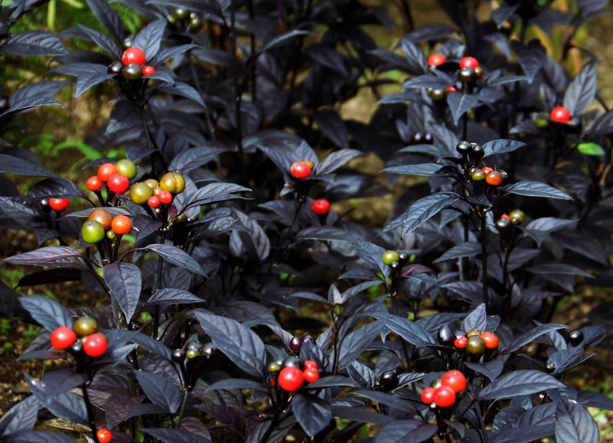 Dark Black Pearl pepper plant