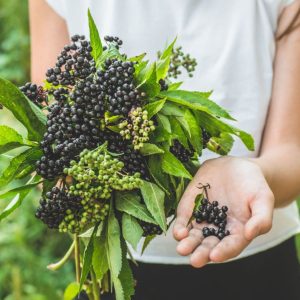 A young woman holding a cluster of freshly harvested elderberries.