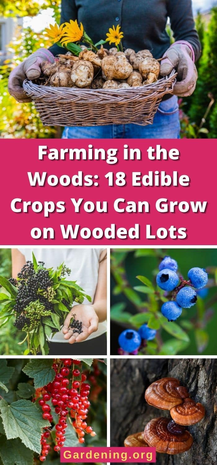 Gardening in the Woods: 18 Edible Crops You Can Grow