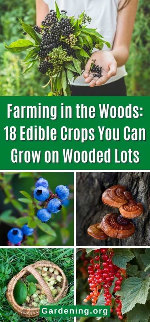 Farming in the Woods: 18 Edible Crops You Can Grow on Wooded Lots pinterest image.