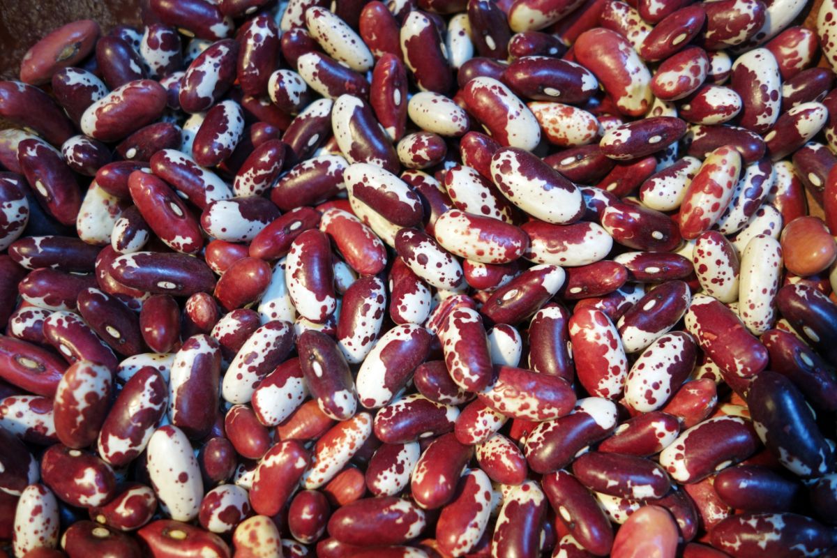 Red and white "cow hide" beans, Jacob's Cattle beans