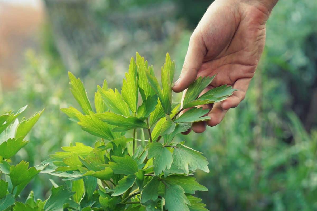 A gardener reaches toward leaves on lovage plant