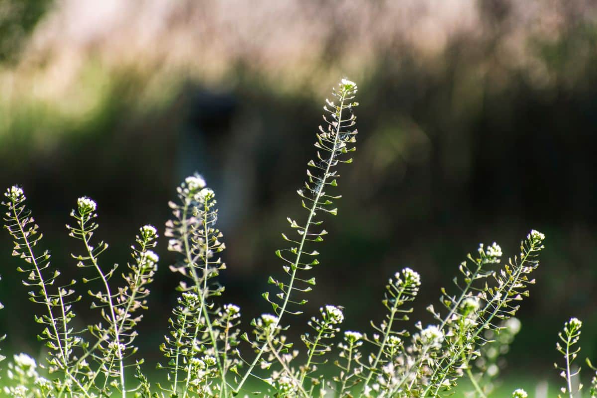 Flowering stalks on Shepherd's purse plant