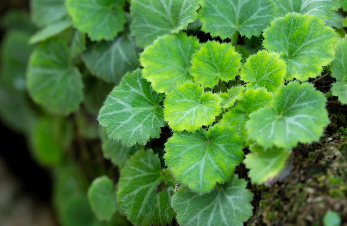 Fuzzy-leafed strawberry begonia plant