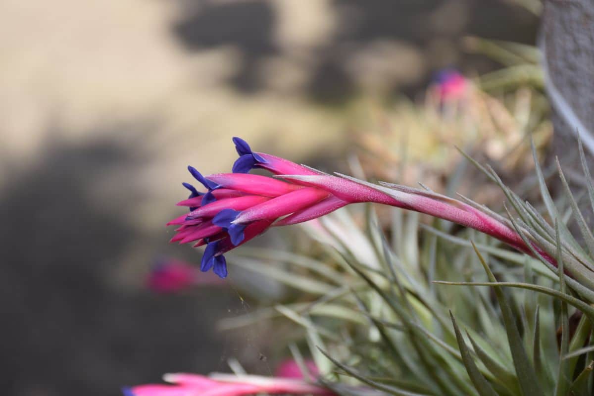 Aeranthos air plant