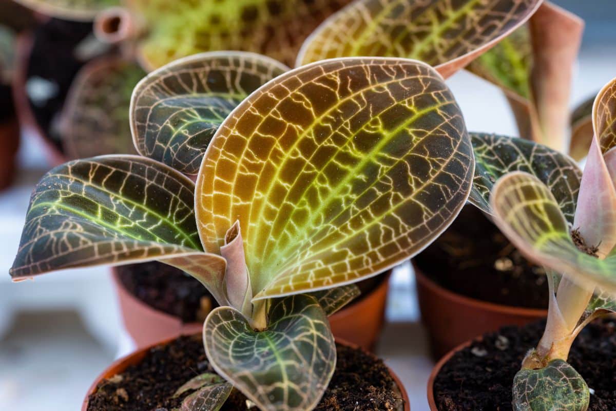 Patterned purple and green miniature orchid leaves