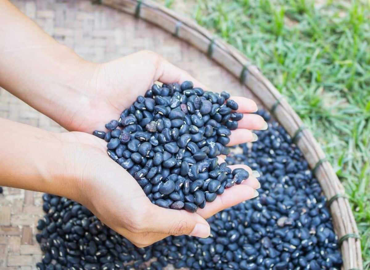Mitla black dried beans best for Mexican cuisine