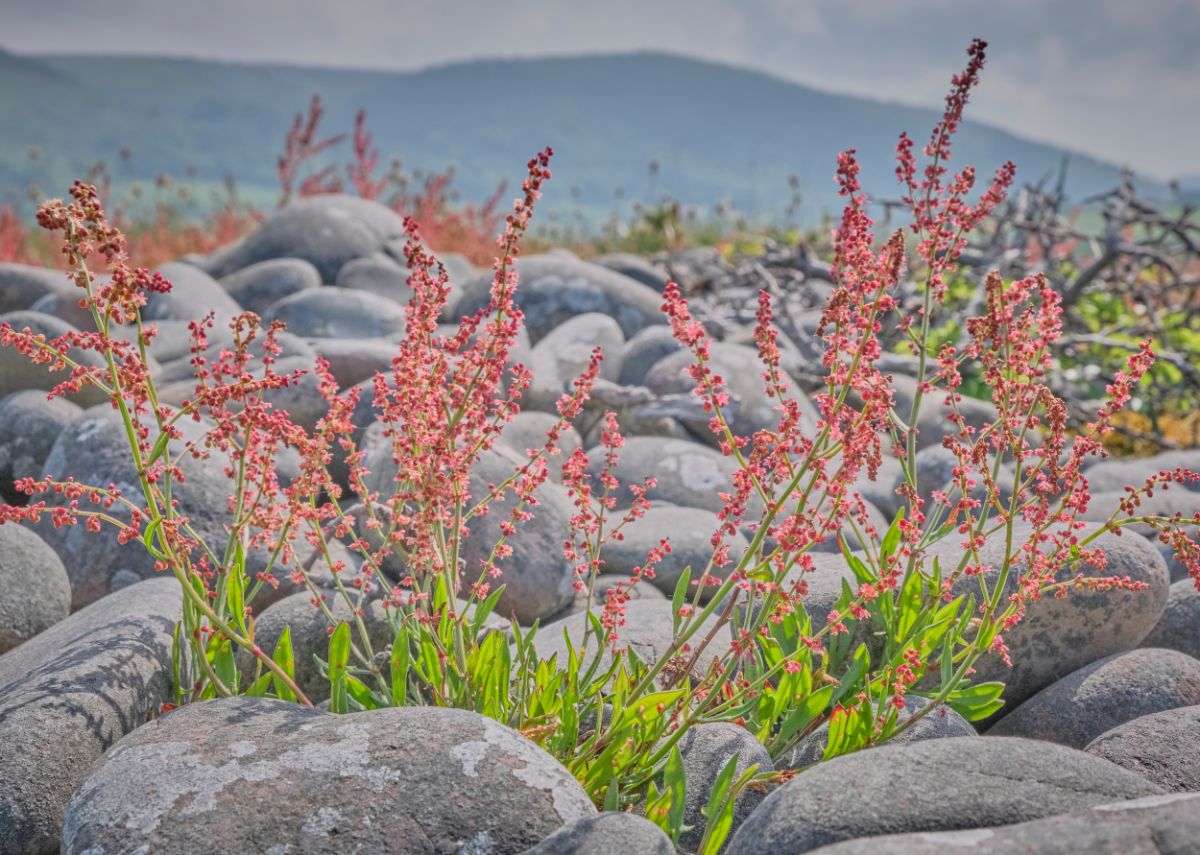 Sheep sorrel plants growing among rocks