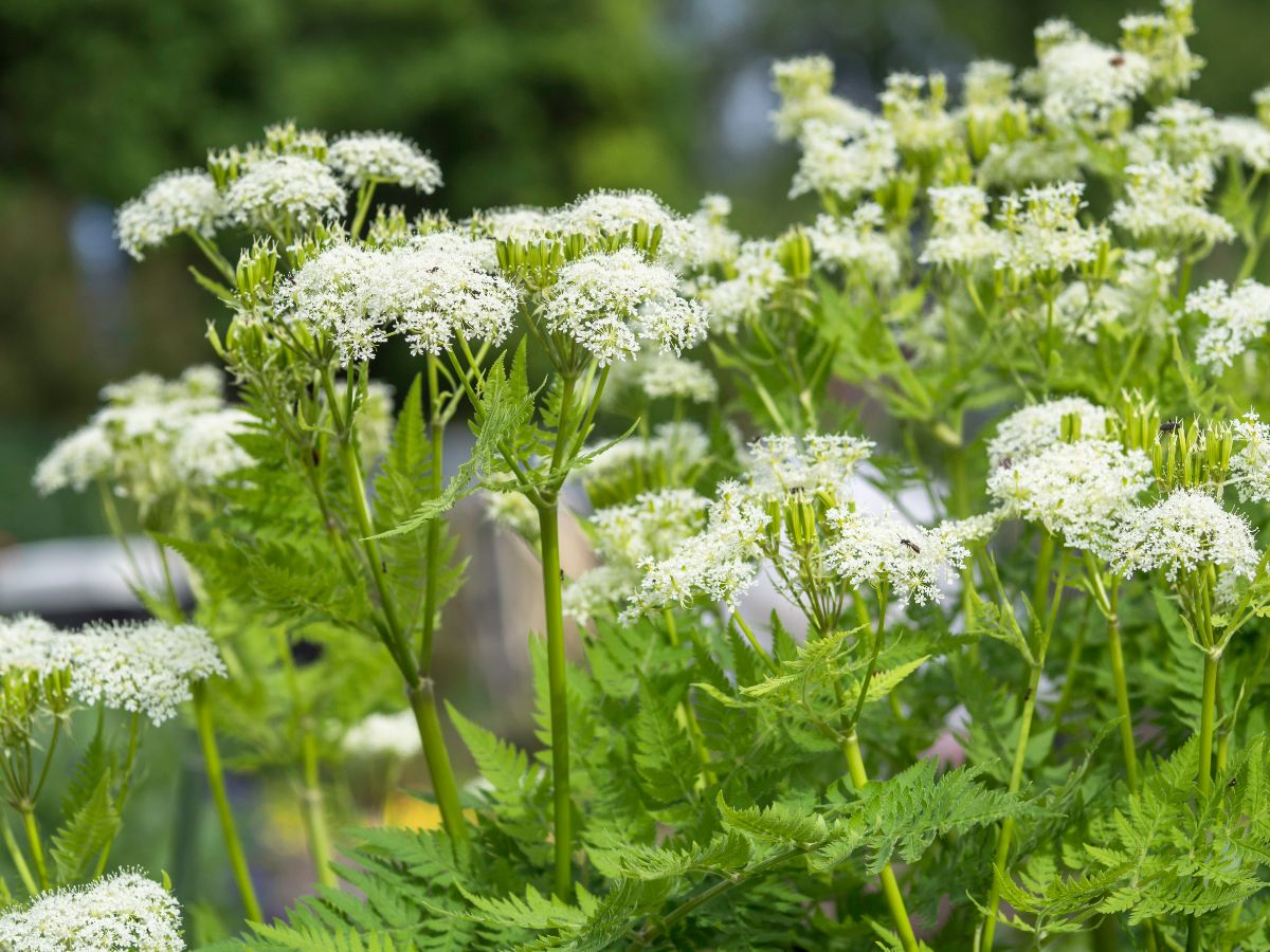 White flowering sweet cicely plant