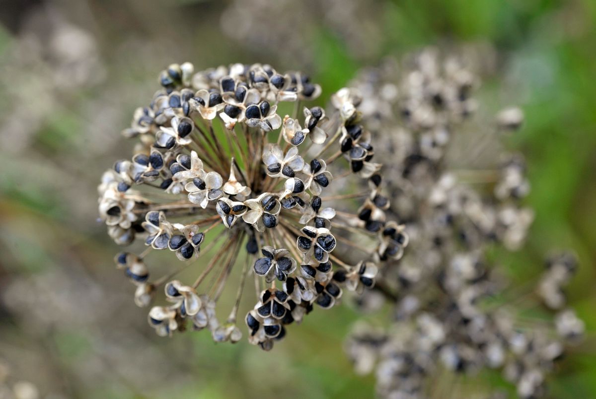 An allium flower head gone to seed filled with black seeds for collecting.