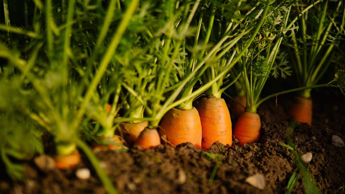 Soil and location are important for carrots