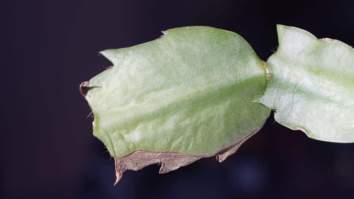 The edge of a damaged, brown piece of a Christmas cactus.