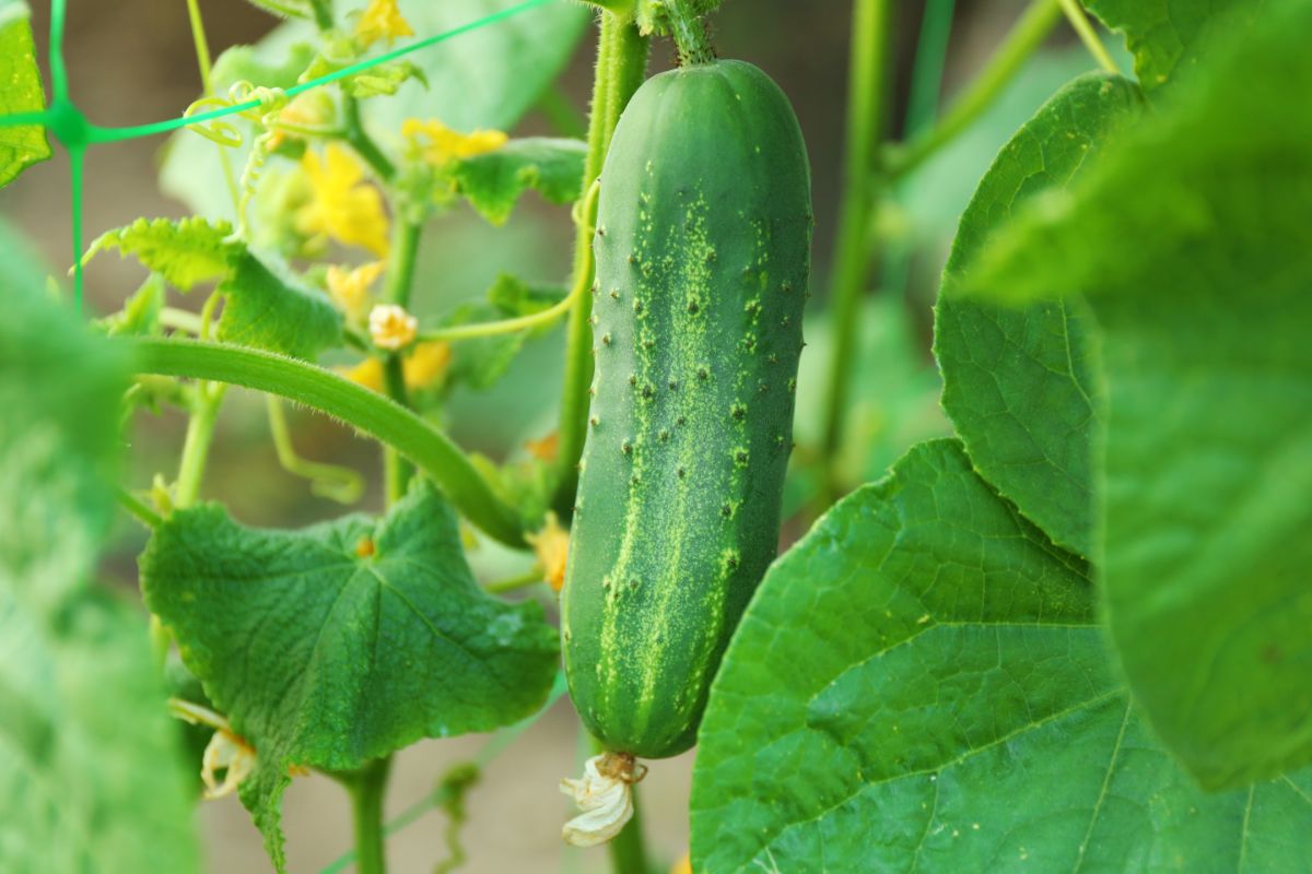 Small cucumbers grow on a cucumber plant