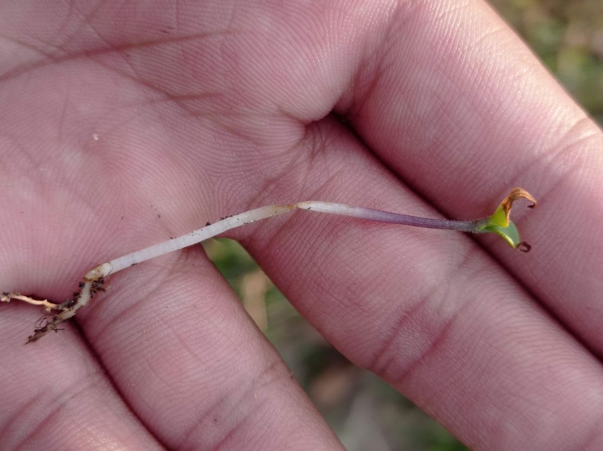 A pinched and browning broken stem is a sign of damping off