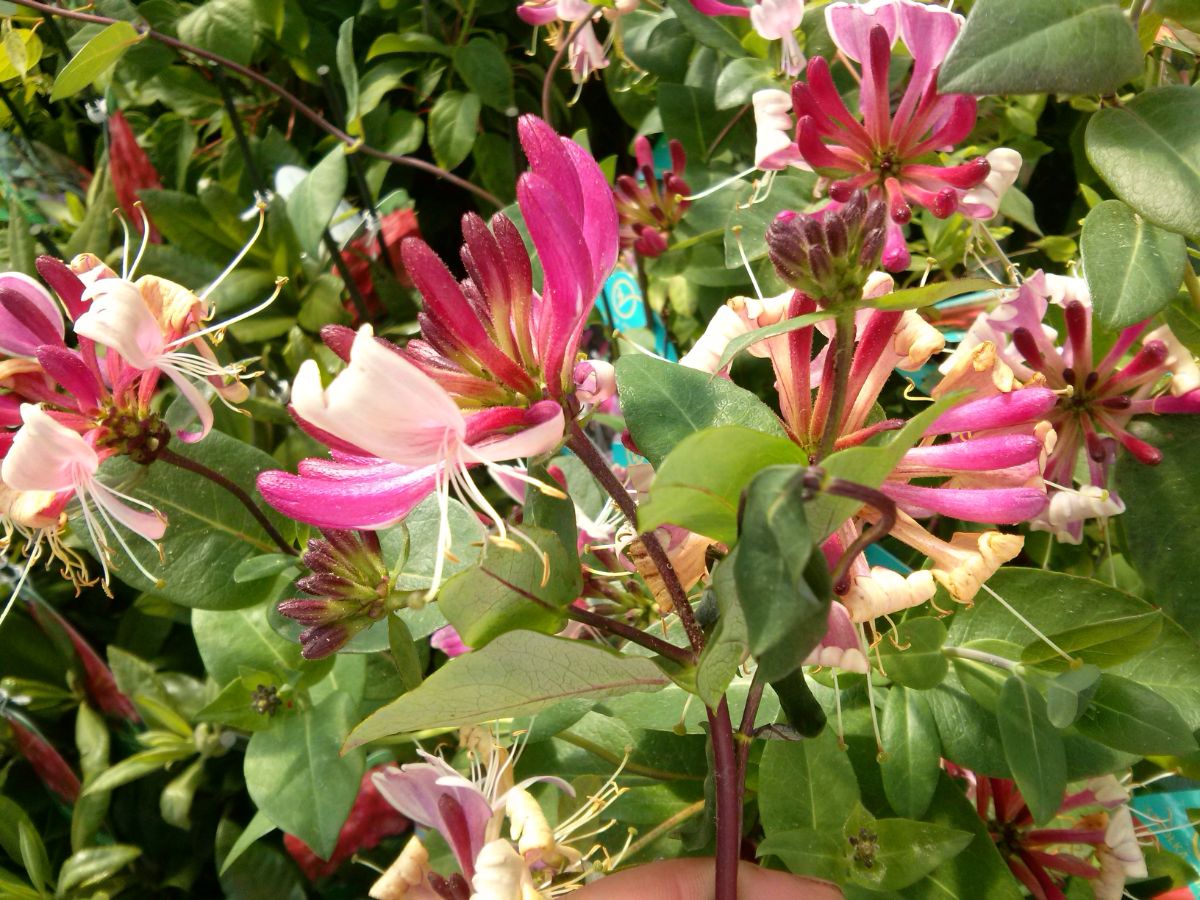 Colorful pink American Beauty honeysuckle