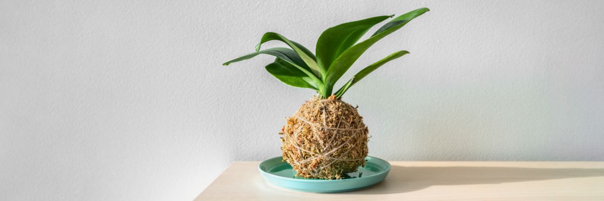 A Kokedama style bonsai plant