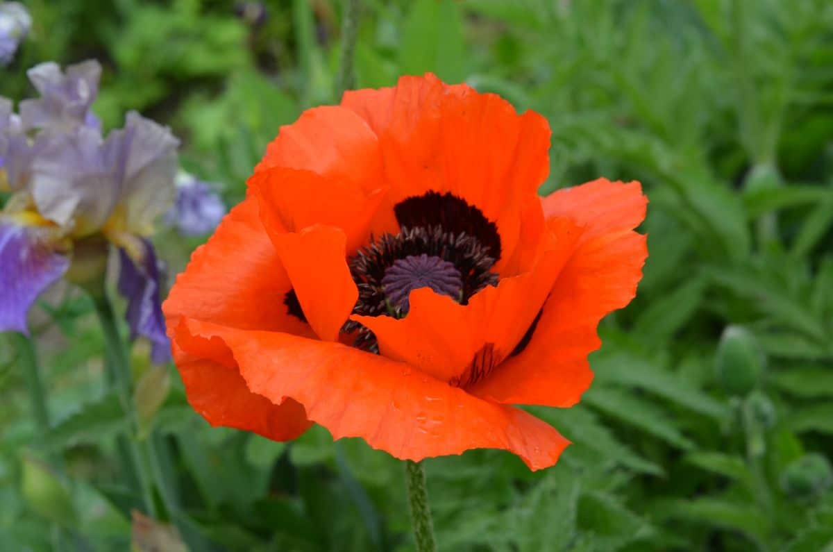 Poppies grown from root cuttings look like the parent plant