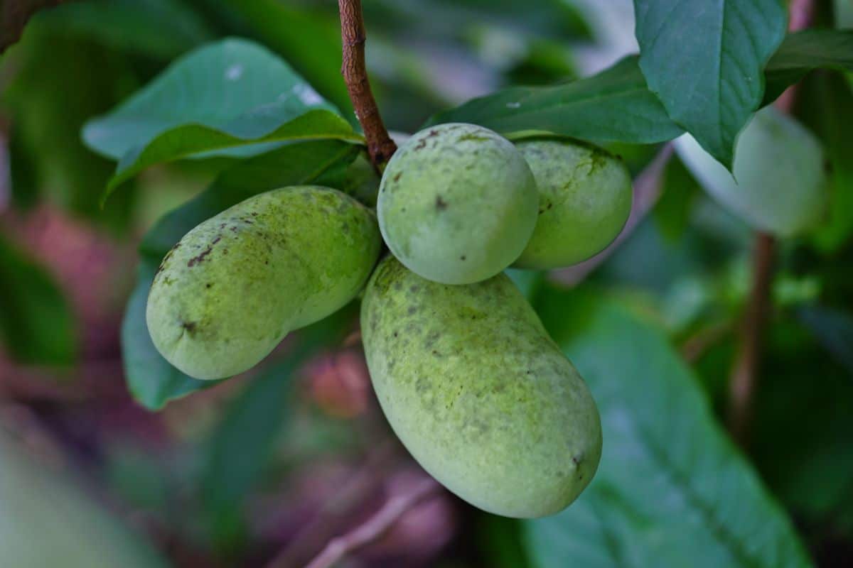 Pawpaw fruit growing in a shady wood lot