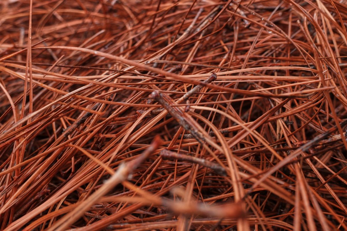 Is Pine Needle Mulch Right for Your Garden? 18 Pros and Cons