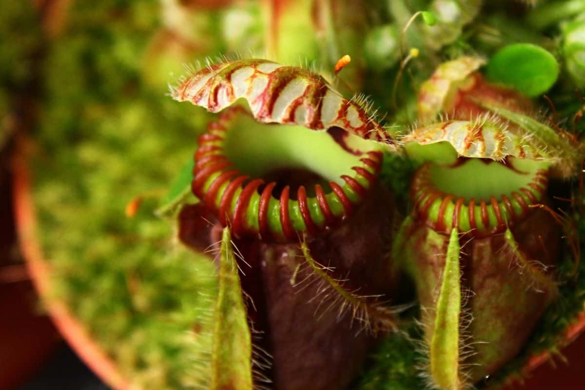 Pitcher plants growing in a terrarium