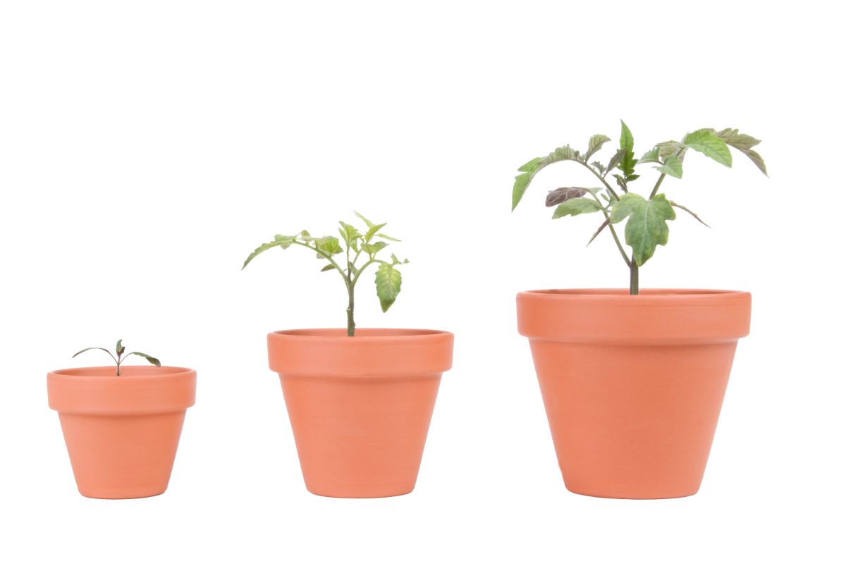 A tomato plant potted up in three different container sizes.