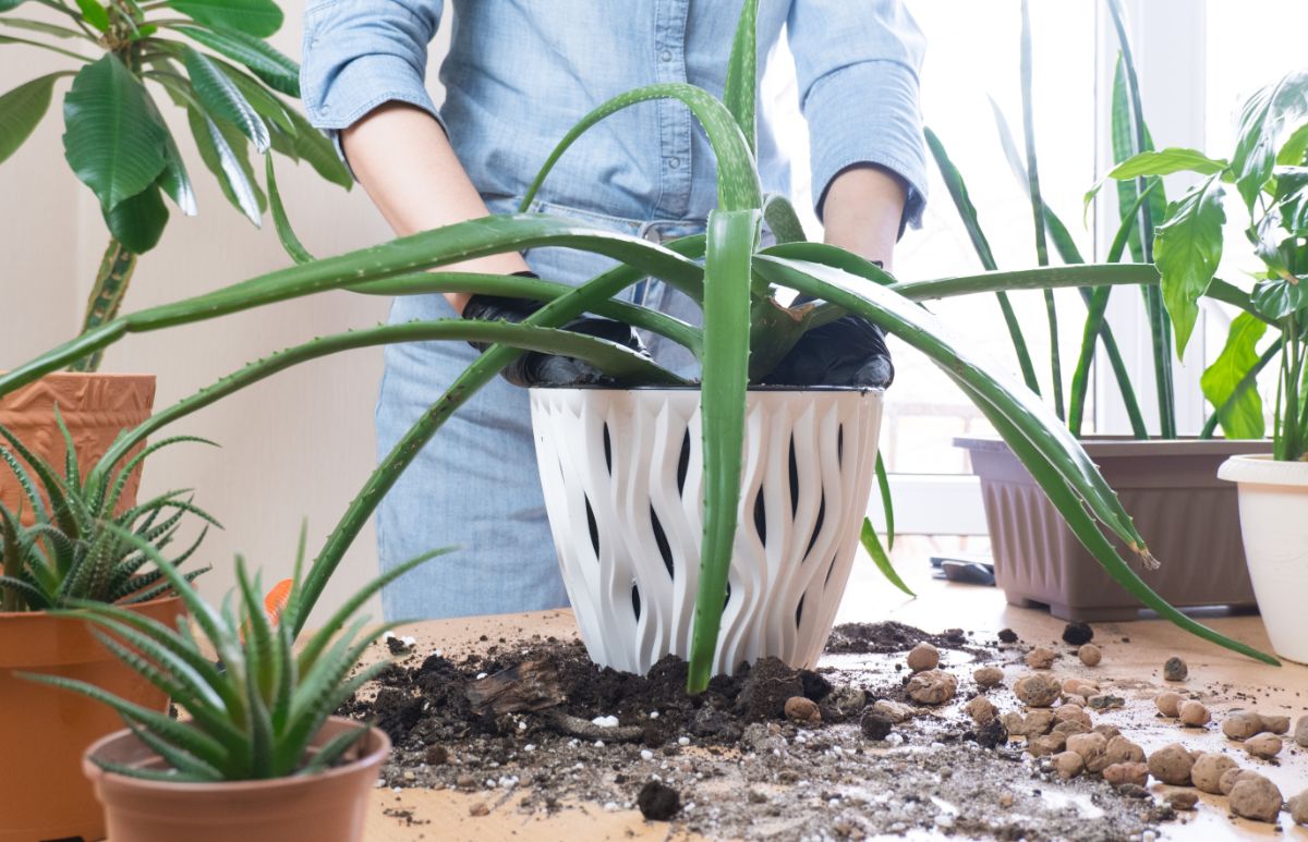 A woman repotting aloe houseplants in the winter time.
