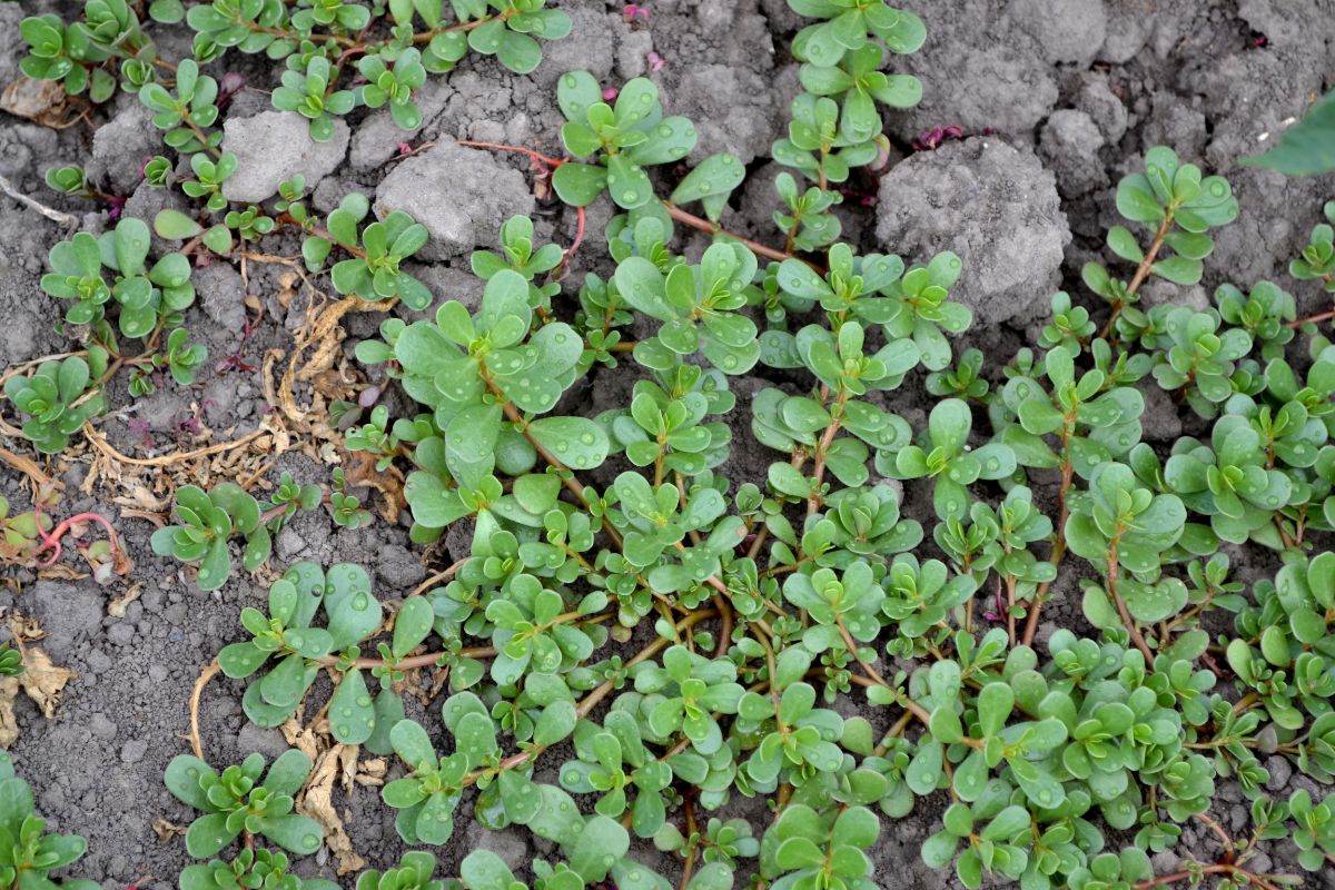 Creeping purslane in a garden bed