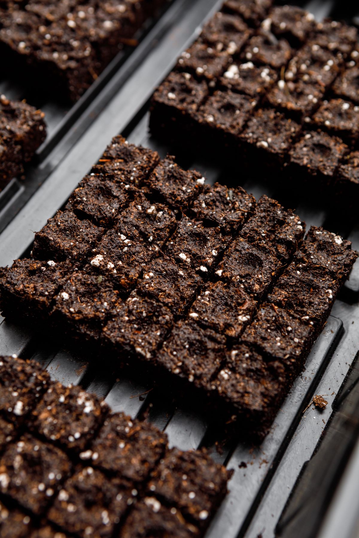 Closeup of soil blocks made with a soil blocker 