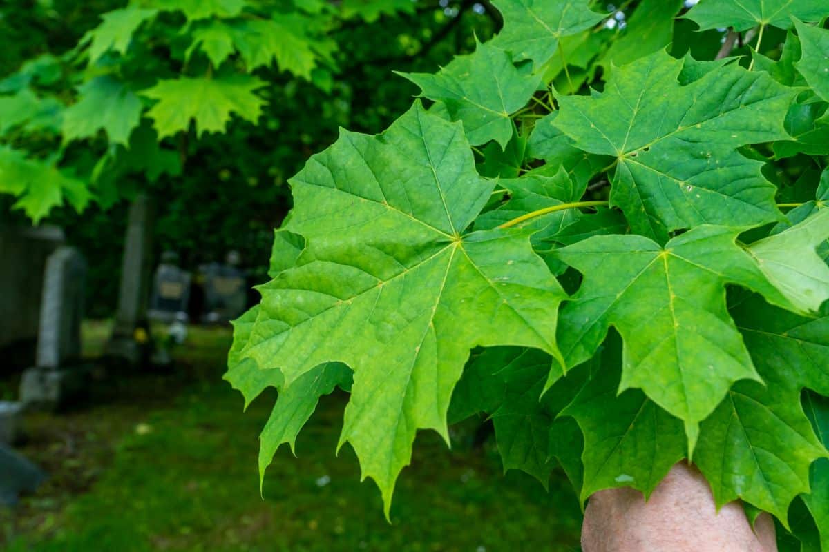 Large green maple leaves up close