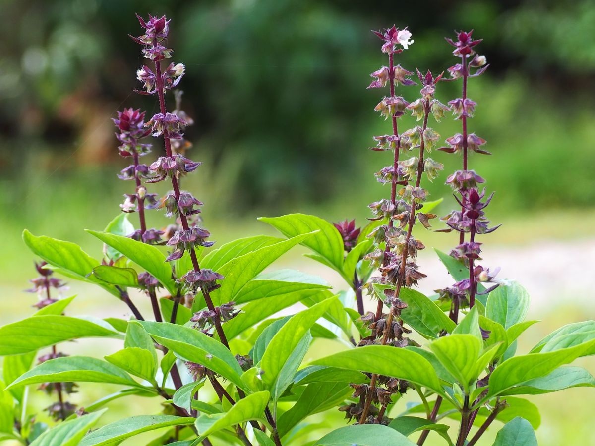 Thai basil with purple stems and flowers, green leaves