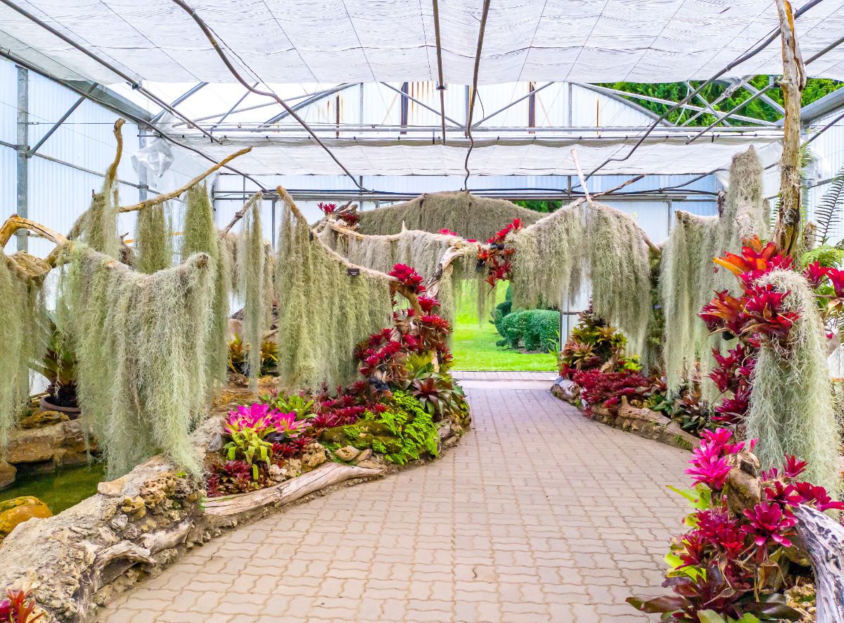 Spanish Moss drapes from plant branches in a covered garden