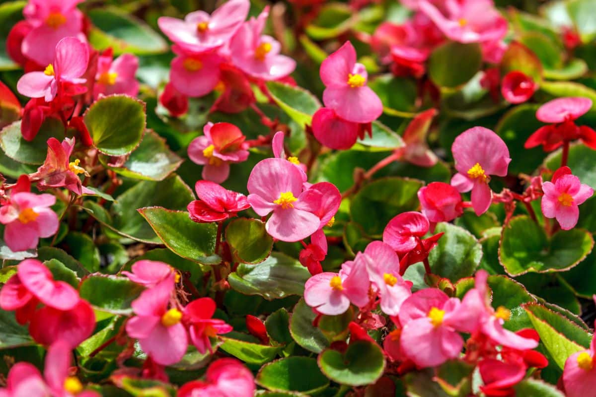 Fibrous-rooted begonias with small flowers and leaves and a waxy look