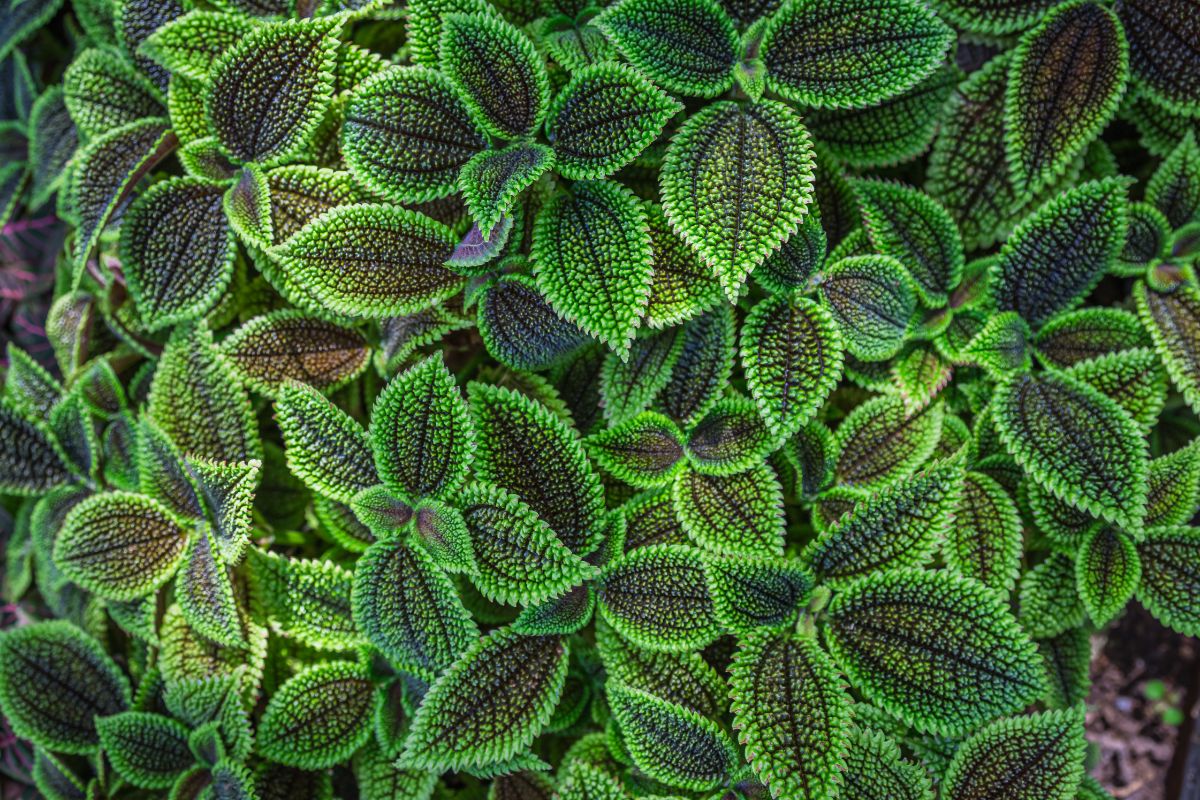 Textured Friendship plant leaves