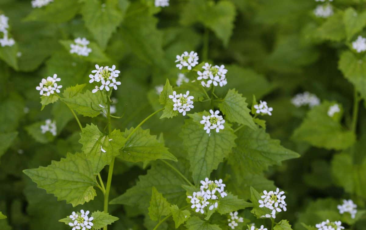 Garlic mustard wild edible plant