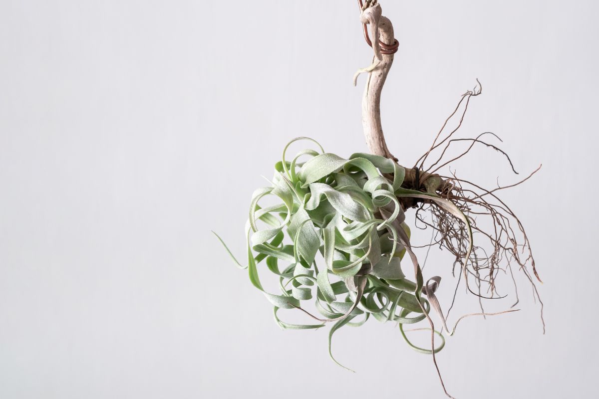 Curly leafed Streptophylla air plant