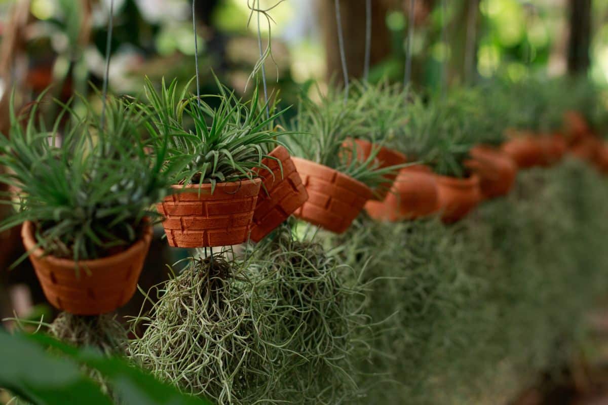 Bailey's ball moss air plants