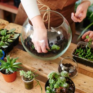 A girl florist make a mini terrarium with house plants