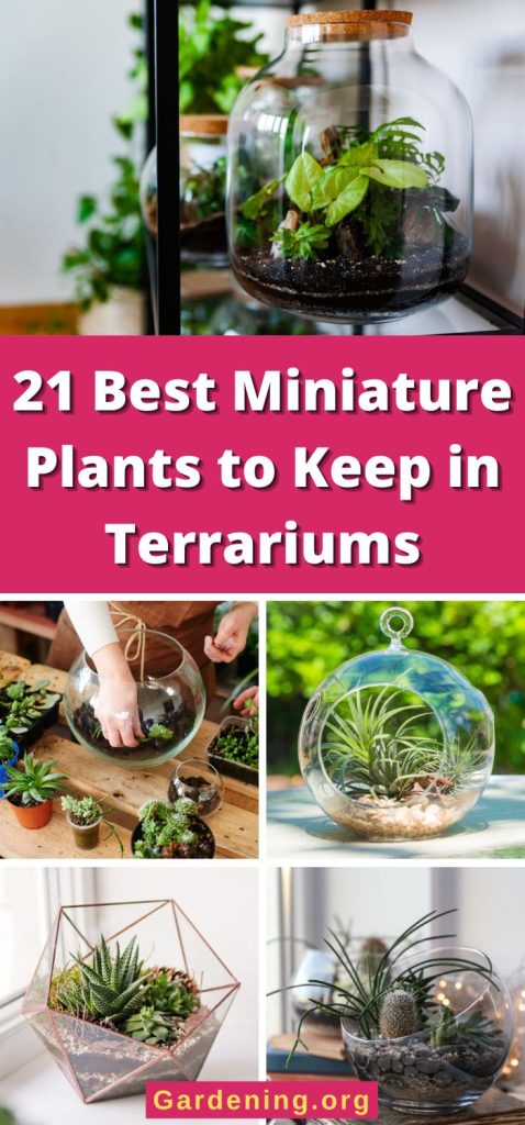 21 Best Miniature Plants to Keep in Terrariums pinterest image.