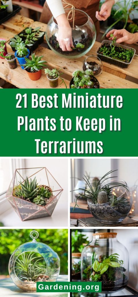 21 Best Miniature Plants to Keep in Terrariums pinterest image.