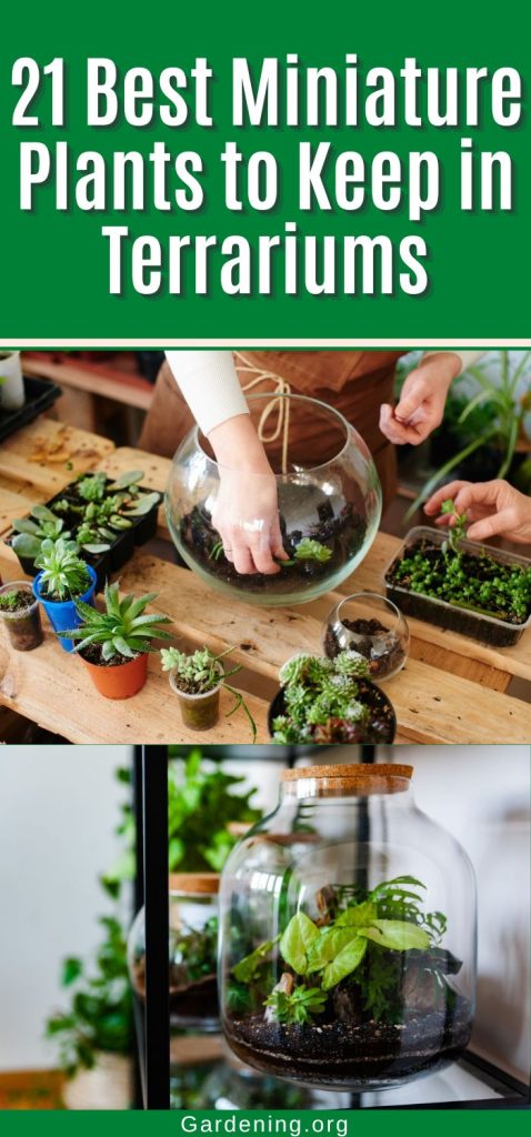 21 Best Miniature Plants to Keep in Terrariums pinterest image.