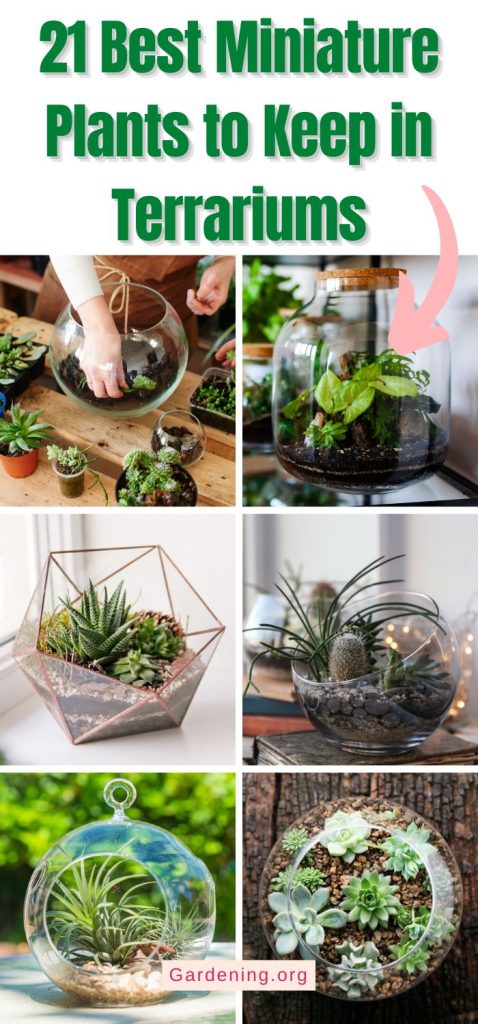 21 Best Miniature Plants to Keep in Terrariums pinterest image.