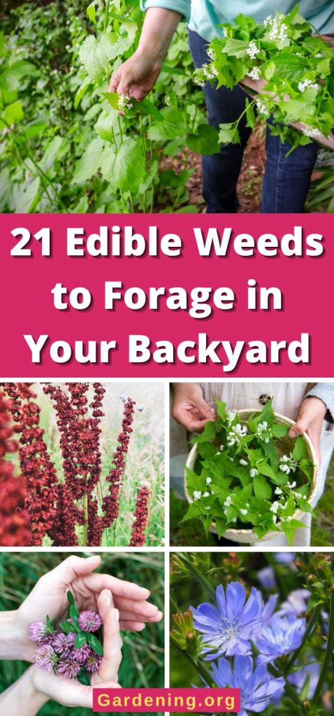 21 Edible Weeds to Forage in Your Backyard piterest image.