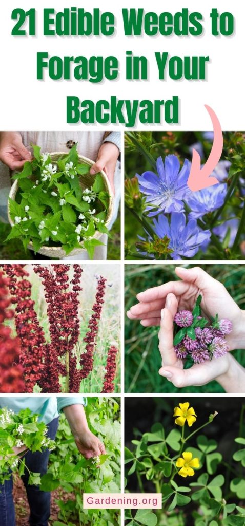21 Edible Weeds to Forage in Your Backyard piterest image.