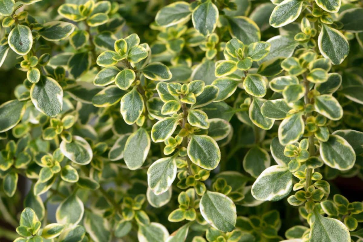 Variegated leaves of lemon thyme plant